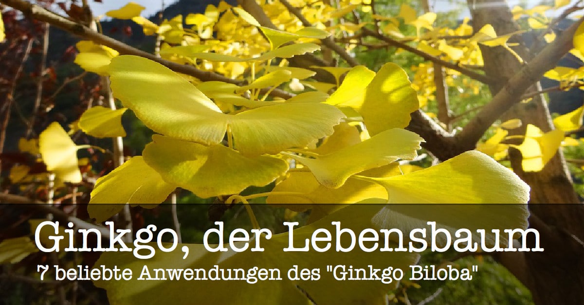 Lebensbaum Ginkgo