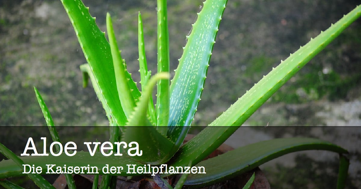 Aloe vera