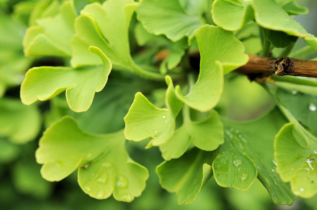 Ginkgo Biloba: 7 beliebte Anwendungen des Ginkgo-Baums
